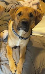 Lost Male Dog last seen W44th and St Clai, Cleveland, OH 44114