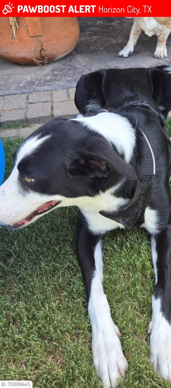 Lost Male Dog last seen Kenazo and Pellicano, Horizon City, TX 79928