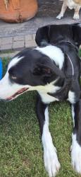 Lost Male Dog last seen Kenazo and Pellicano, Horizon City, TX 79928