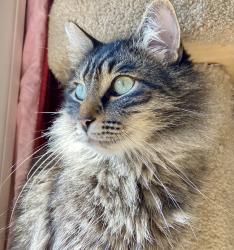 Lost Male Cat last seen Cedar and Milvia, Berkeley, Berkeley, CA 94709