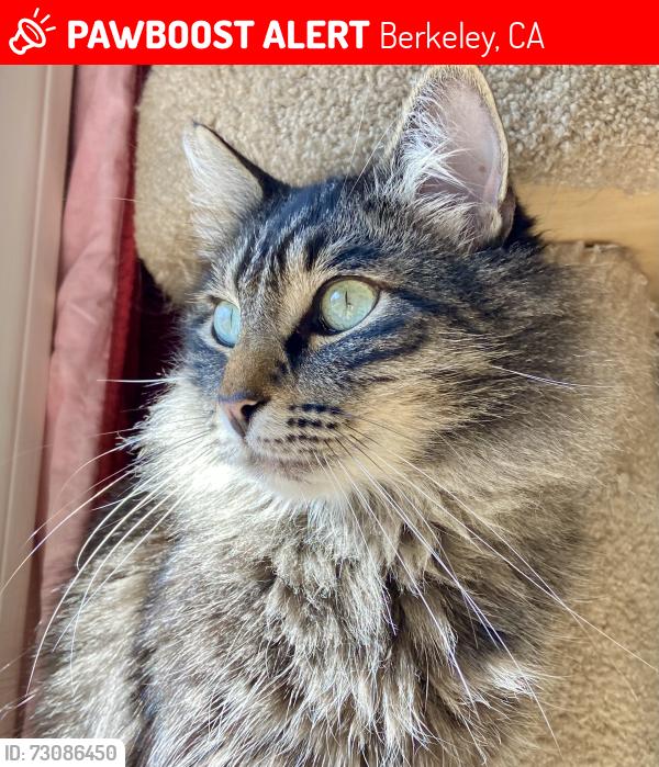 Lost Male Cat last seen Cedar and Milvia, Berkeley, Berkeley, CA 94709
