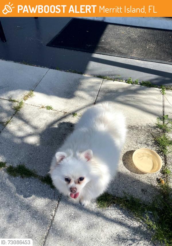 Found/Stray Female Dog last seen Hampton Homes, Merritt Island, FL 32953