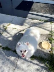 Found/Stray Female Dog last seen Hampton Homes, Merritt Island, FL 32953