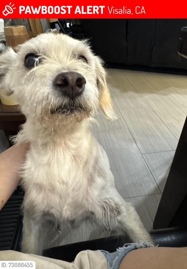 Lost Male Dog last seen tyler st, Visalia, CA 93291