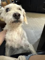 Lost Male Dog last seen tyler st, Visalia, CA 93291