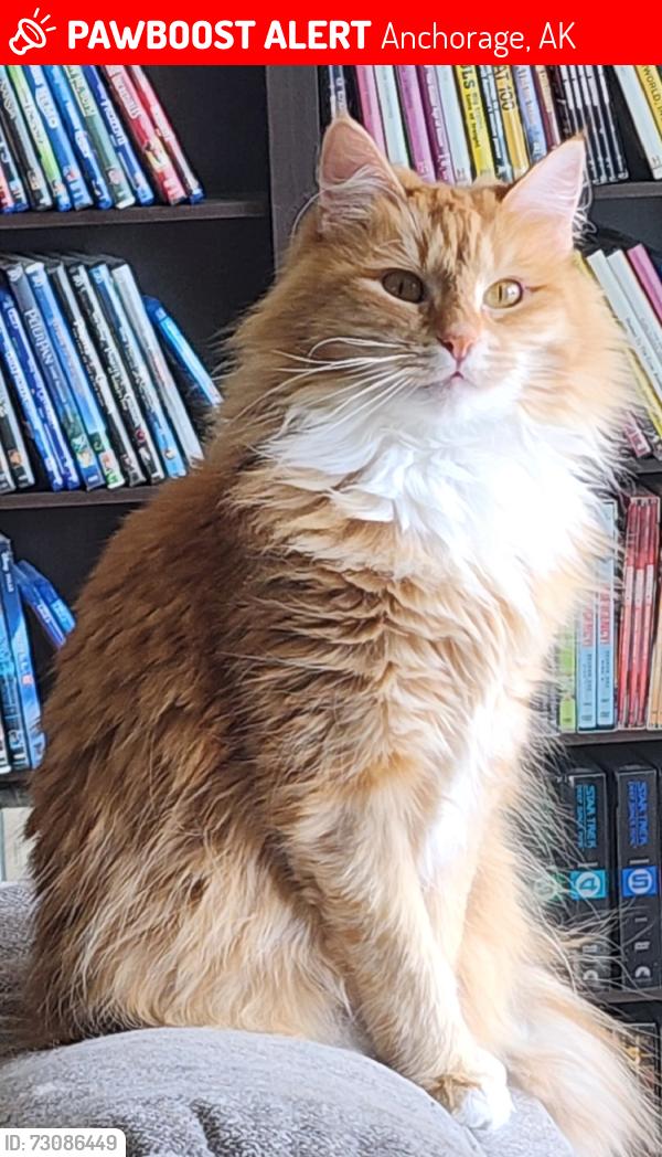 Lost Female Cat last seen E 31st Ave and Baxter Rd, Anchorage, AK 99504