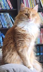 Lost Female Cat last seen E 31st Ave and Baxter Rd, Anchorage, AK 99504