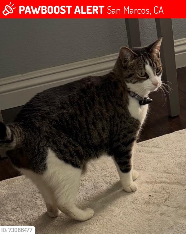 Lost Female Cat last seen Via vera cruz, San Marcos, CA 92078
