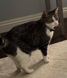 Lost Female Cat last seen Via vera cruz, San Marcos, CA 92078