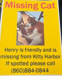 Reunited Male Cat last seen Lost on rt 201 Between rt 165 and rt 2, Griswold, CT 06351