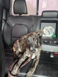 Found/Stray Female Dog last seen On 1960 past perry rd by discount trailers, Houston, TX 77338