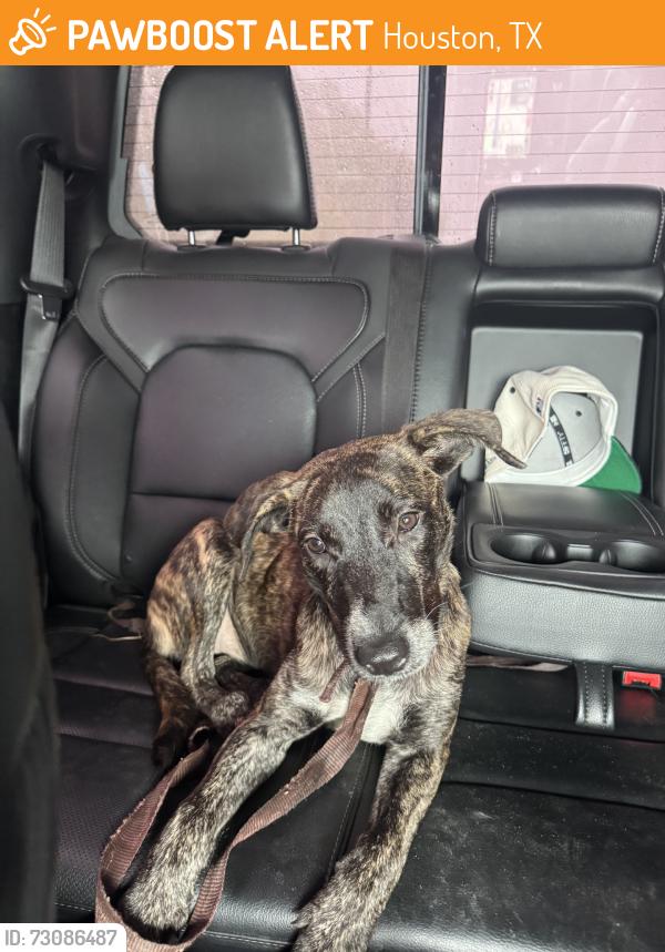 Found/Stray Female Dog last seen On 1960 past perry rd by discount trailers, Houston, TX 77338