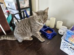 Lost Male Cat last seen Near, Webster, FL 33597