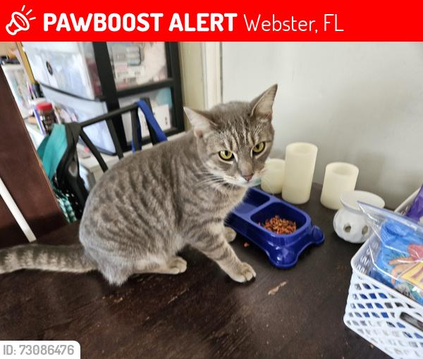 Lost Male Cat last seen Near, Webster, FL 33597