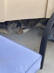 Found/Stray Unknown Dog last seen E32nds at s, Independence, MO 64052