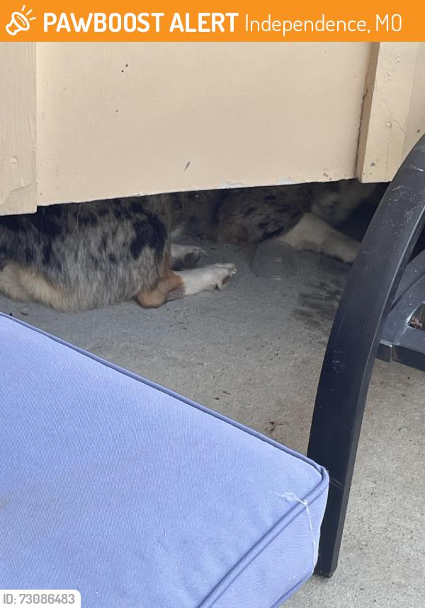 Found/Stray Unknown Dog last seen E32nds at s, Independence, MO 64052