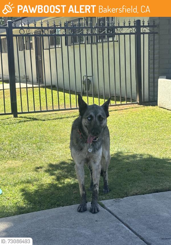 Found/Stray Female Dog last seen Dr. Adriana Hurtado Dentistry, Bakersfield, CA 93304
