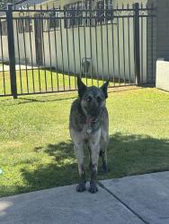 Found/Stray Female Dog last seen Dr. Adriana Hurtado Dentistry, Bakersfield, CA 93304