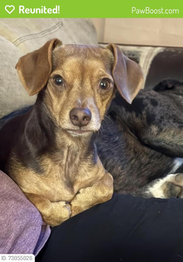 Reunited Male Dog last seen Near Samsula dr , New Smyrna Beach, FL 32168
