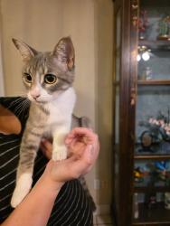Found/Stray Unknown Cat last seen Water / Morningside, New Braunfels, TX 78130