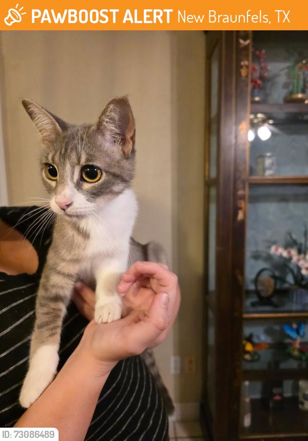Found/Stray Unknown Cat last seen Water / Morningside, New Braunfels, TX 78130