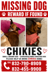 Lost Female Dog last seen Near bubbling spring lane, Houston, TX 77086