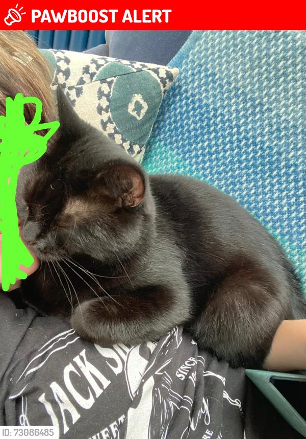 Lost Female Cat last seen Our hse , East Horsley, England KT24 5EG