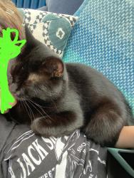 Lost Female Cat last seen Our hse , East Horsley, England KT24 5EG