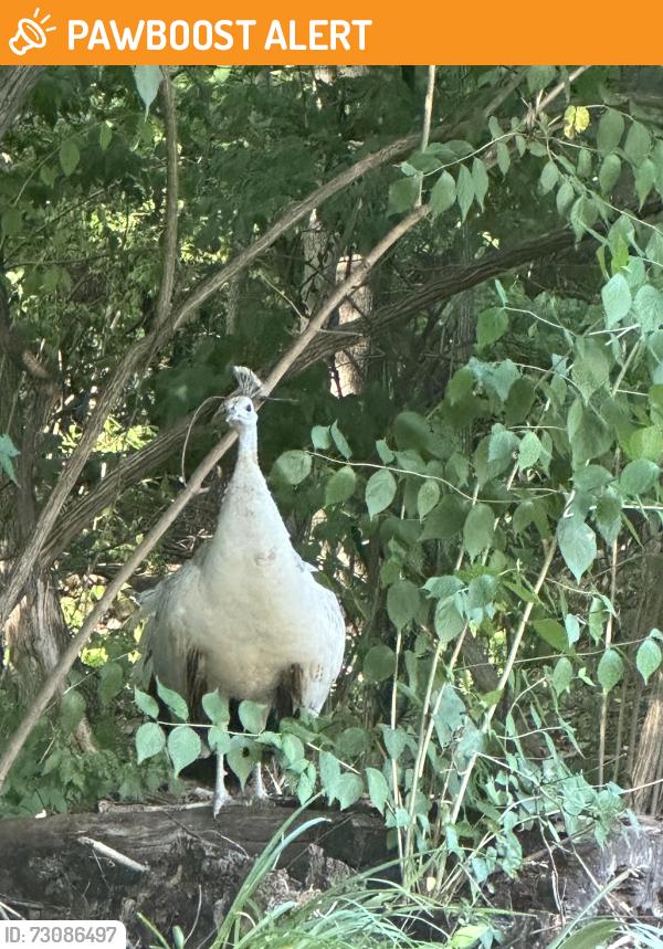 Found/Stray Unknown Bird last seen Sunbury way red Lion, Windsor Township, PA 17356