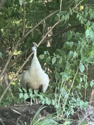 Found/Stray Unknown Bird last seen Sunbury way red Lion, Windsor Township, PA 17356