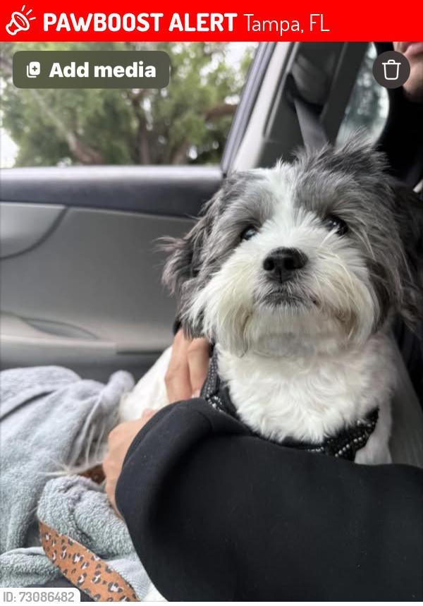 Lost Female Dog last seen Armenia and Sitka, Tampa, FL 33604