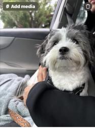 Lost Female Dog last seen Armenia and Sitka, Tampa, FL 33604