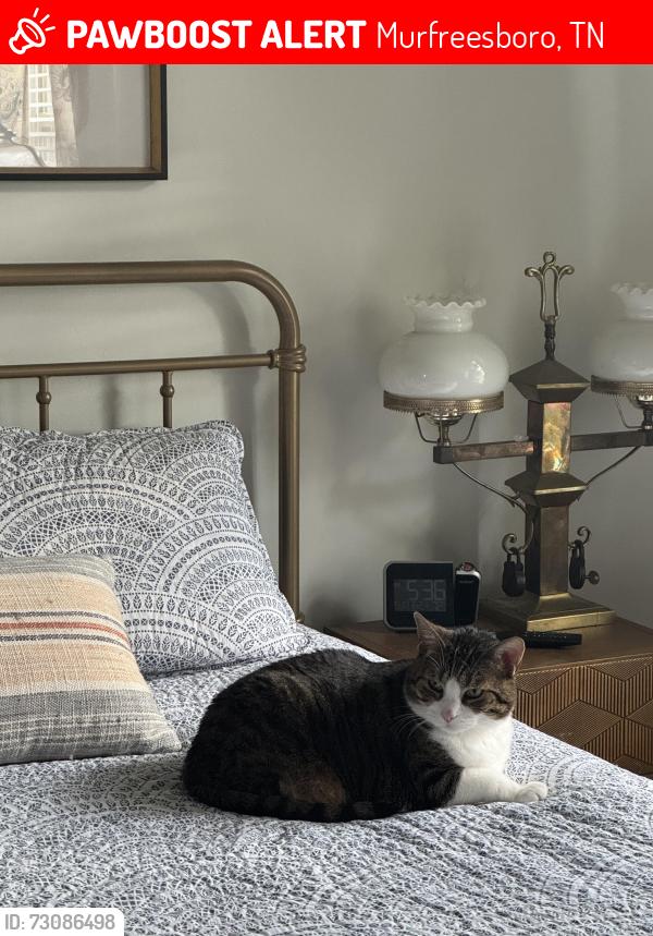 Lost Male Cat last seen Avenues - LC apmts , Murfreesboro, TN 37129