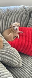 Lost Female Dog last seen Jasper ave and 106 st, Edmonton, AB T5J 1L1
