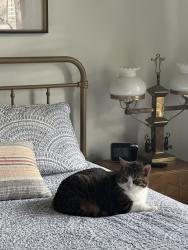 Lost Male Cat last seen Avenues - LC apmts , Murfreesboro, TN 37129
