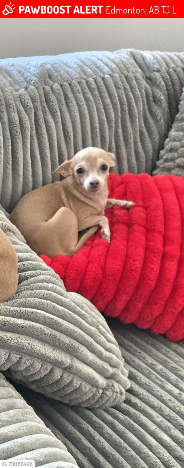 Lost Female Dog last seen Jasper ave and 106 st, Edmonton, AB T5J 1L1