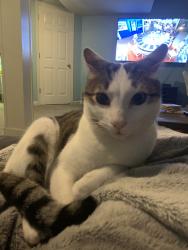 Reunited Male Cat last seen Heatherstone - 123rd and Pflumm, Olathe, KS 66062