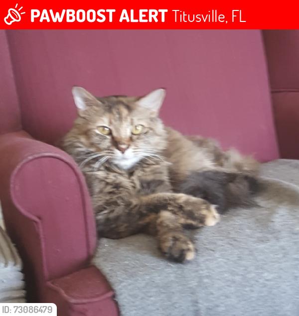 Lost Female Cat last seen Royal Palms apmt Parking Lot, Titusville, FL 32780