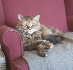 Lost Female Cat last seen Royal Palms apmt Parking Lot, Titusville, FL 32780
