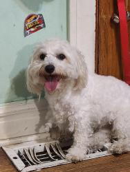 Reunited Male Dog last seen Cicero, Chicago, IL 60638