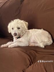 Reunited Female Dog last seen Main st, wall st, San Pedro st, Los Angeles, CA 90011