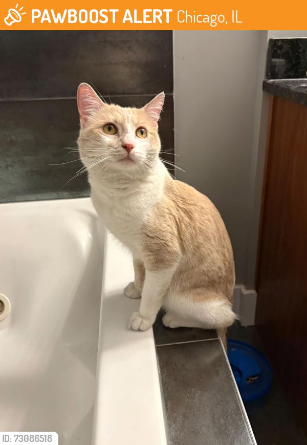 Found/Stray Male Cat last seen Division and Humboldt Blvd, Chicago, IL 60622