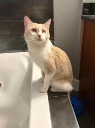 Found/Stray Male Cat last seen Division and Humboldt Blvd, Chicago, IL 60622
