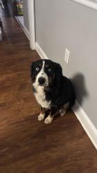 Reunited Male Dog last seen Shirley Drive and Carruth Street, Kennesaw, GA 30144