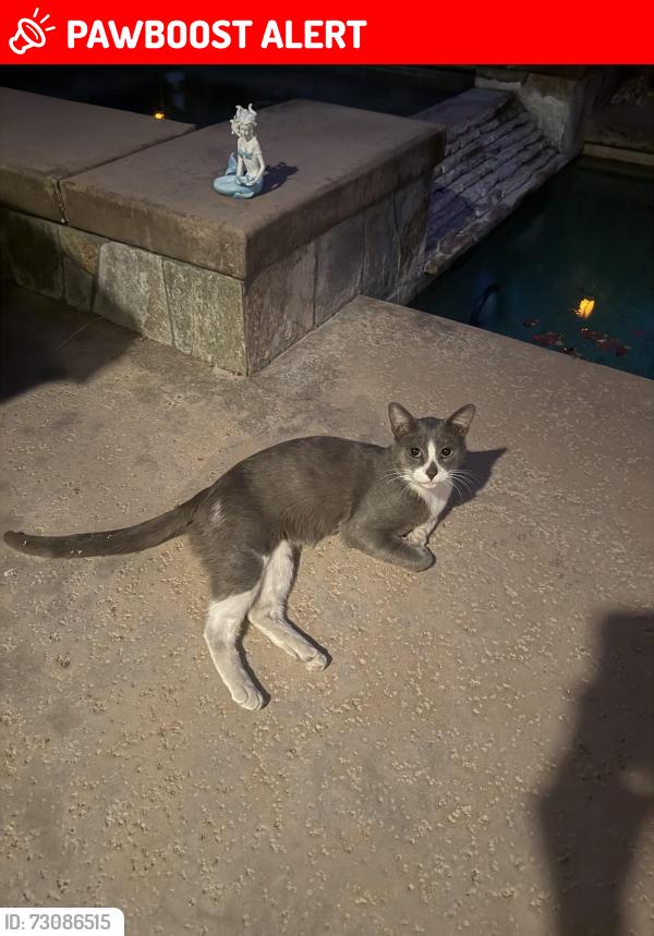 Lost Male Cat last seen Mission lakes blvd., Desert Hot Springs, CA 92240