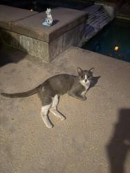 Lost Male Cat last seen Mission lakes blvd., Desert Hot Springs, CA 92240