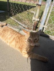 Lost Male Cat last seen Corner of Cypress near Banna Park, Covina, CA 91724