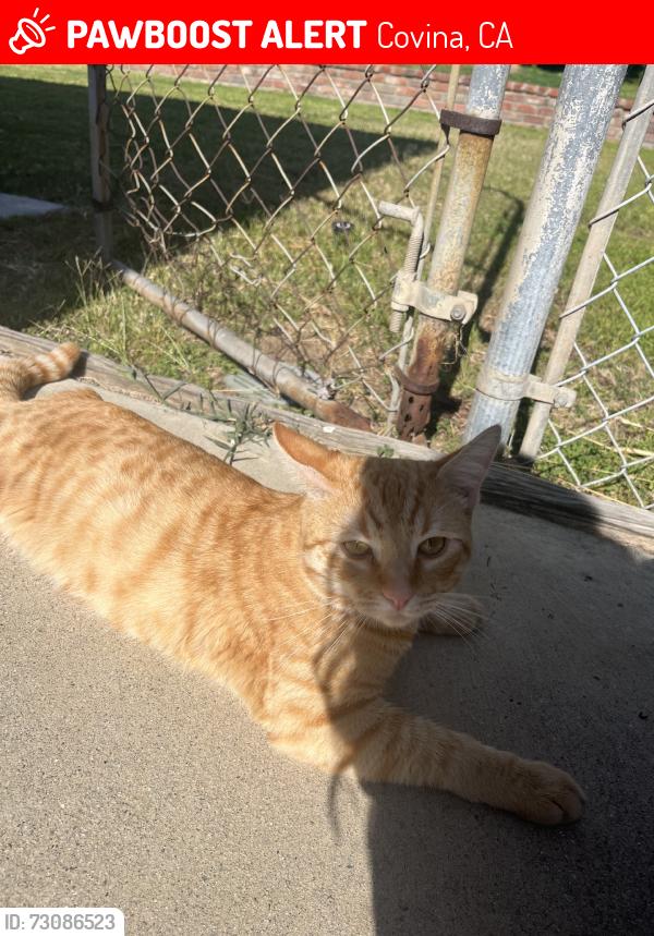 Lost Male Cat last seen Corner of Cypress near Banna Park, Covina, CA 91724