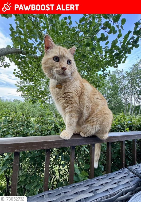Lost Male Cat last seen Lamothe avenue and highway 26, saint Francois Xavier manitoba, Saint François Xavier, MB R4L 1A9