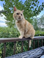 Lost Male Cat last seen Lamothe avenue and highway 26, saint Francois Xavier manitoba, Saint François Xavier, MB R4L 1A9